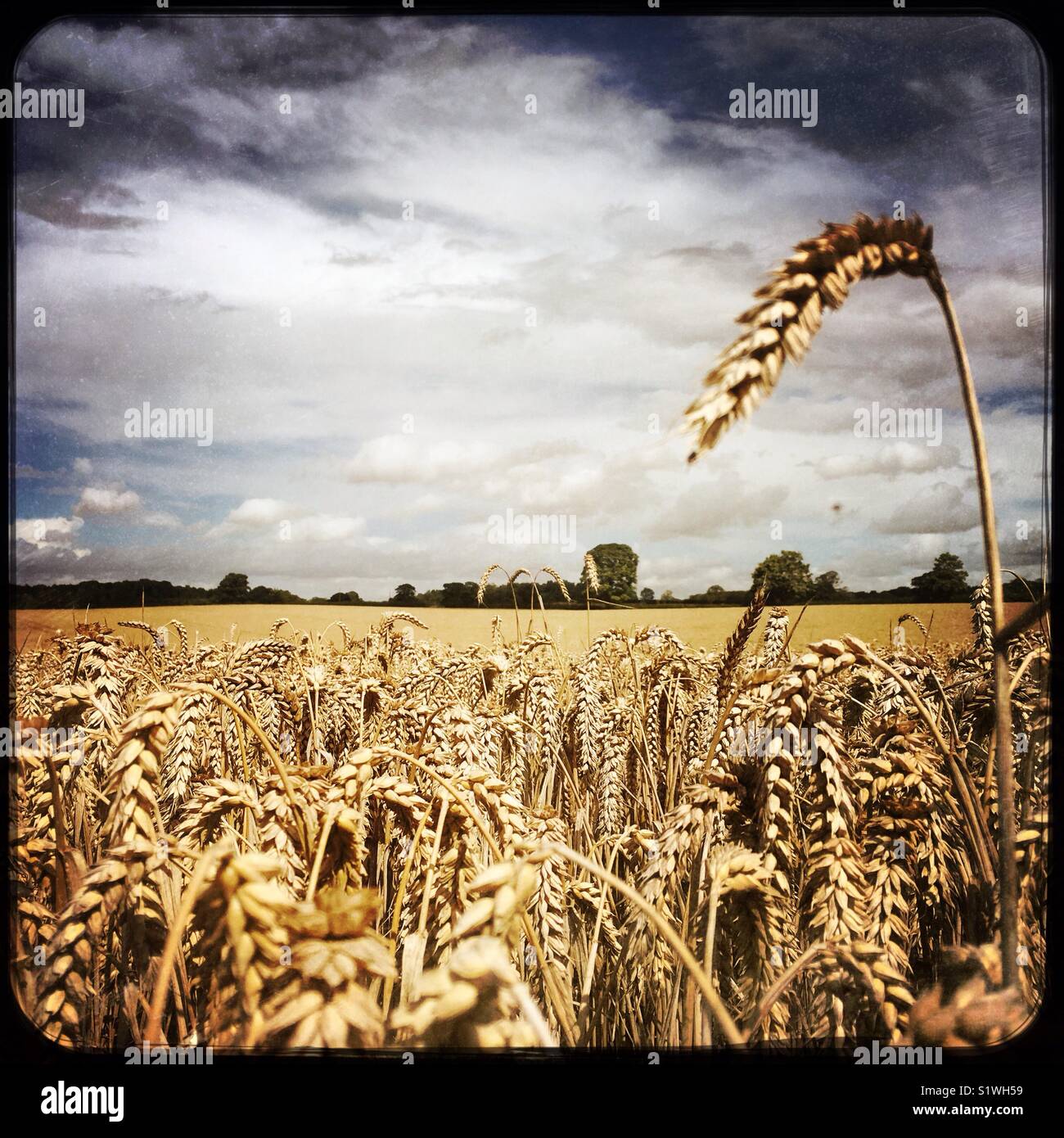 Il raccolto di grano di inverno in un campo pronto per la mietitura, North Yorkshire, Inghilterra, Regno Unito - Immagine stock catturata con smartphone