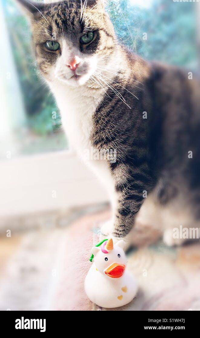 Questo speciale duck ... è il mio! Sapete! - Immagine stock catturata con smartphone
