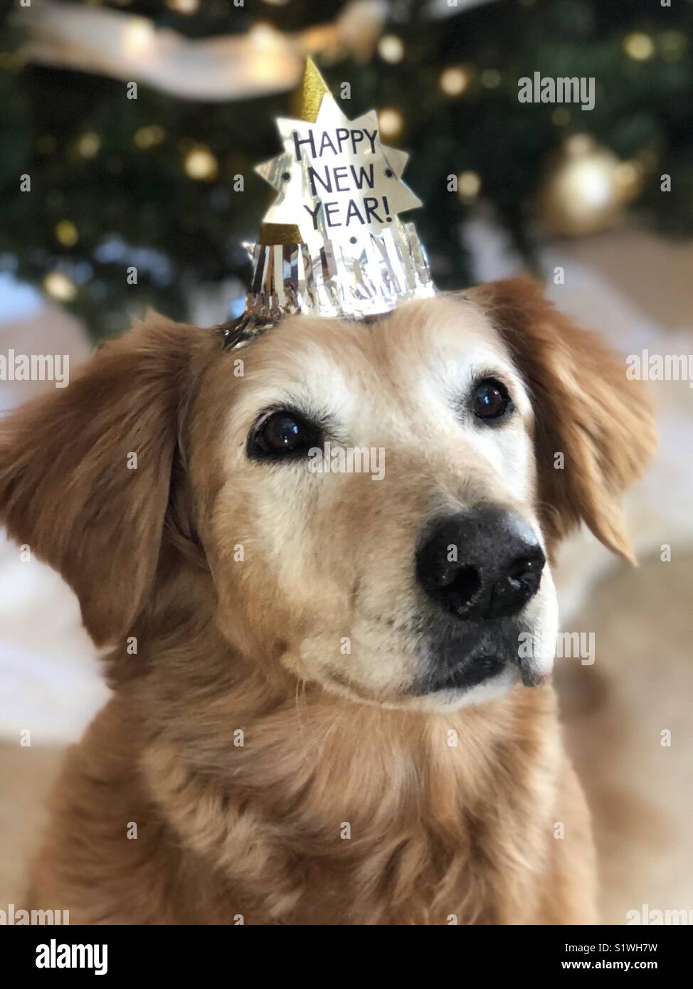 Felice Anno Nuovo Golden Retriever - Immagine stock catturata con smartphone
