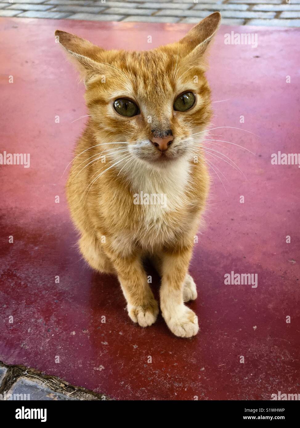 Lo zenzero gattino 9 settimane con orecchie torna alla ricerca startled - Immagine stock catturata con smartphone