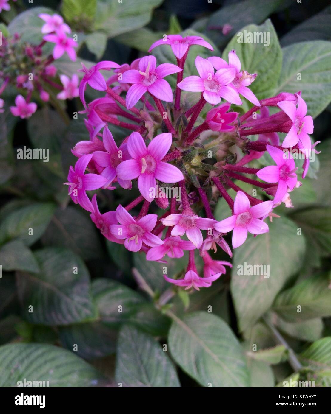 Fiore rosa - Immagine stock catturata con smartphone