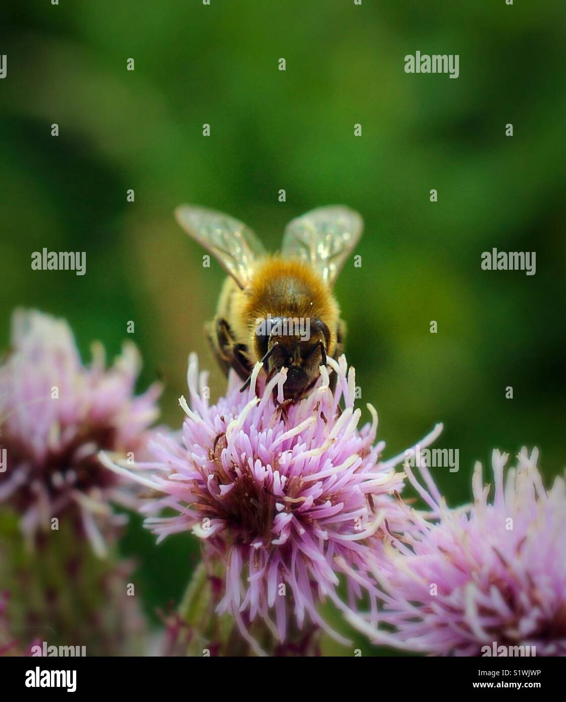 Bumble Bee avanzamento sul chiodo di garofano - Immagine stock catturata con smartphone