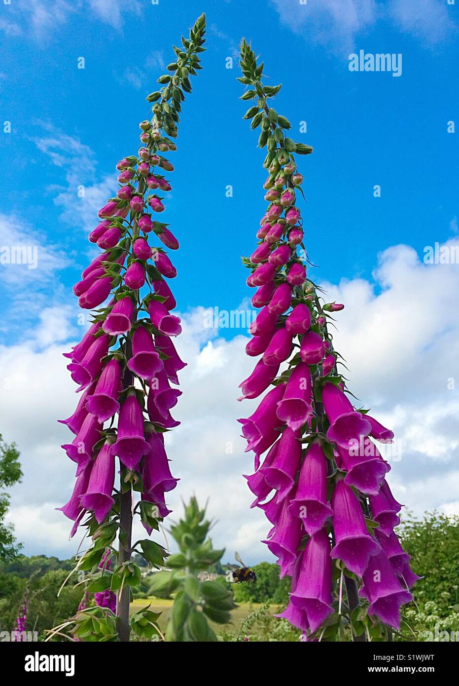 Due Foxglove fiori selvatici Foto Stock
