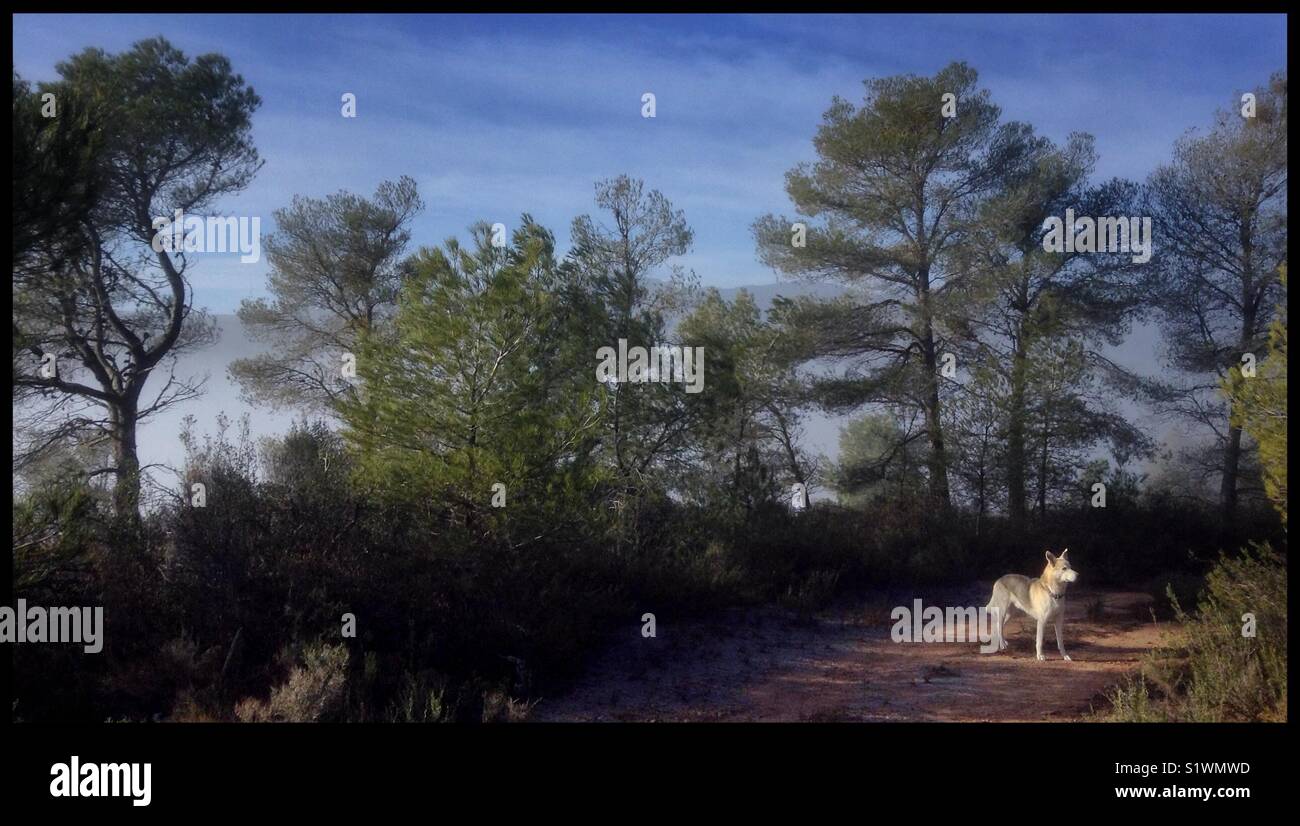 Cane a piedi nei boschi, Catalogna, Spagna. Foto Stock