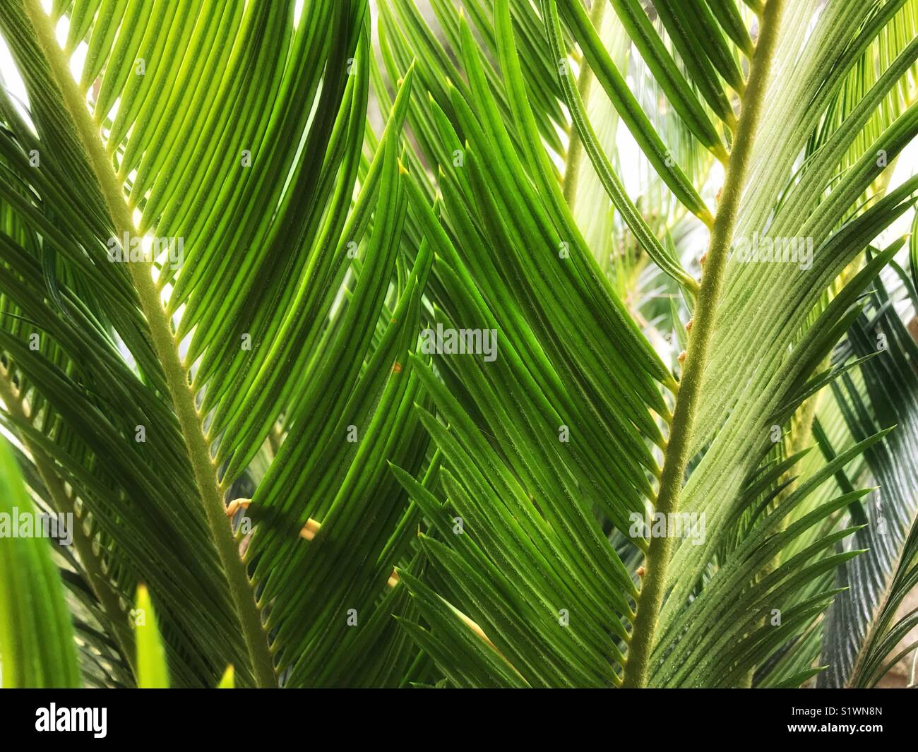 Close up di Bright Green fronde di palma Foto Stock