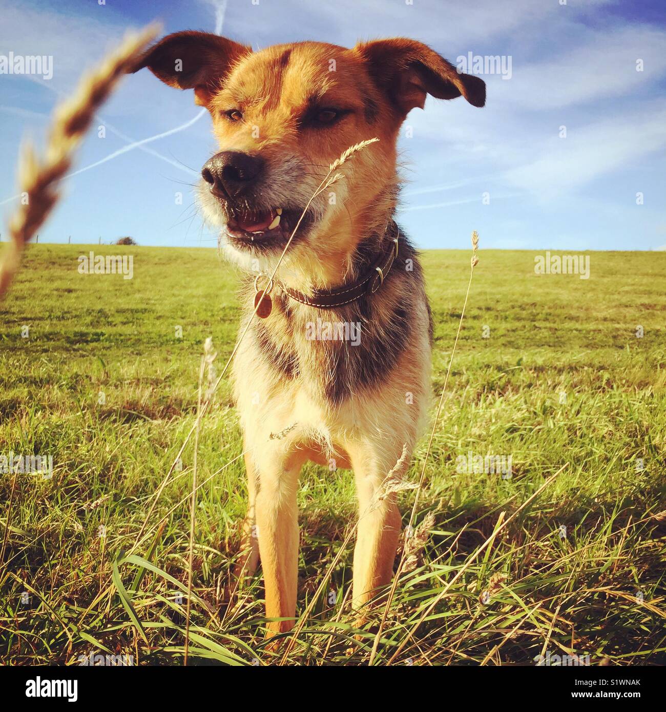 Starnuti cane - Immagine stock catturata con smartphone