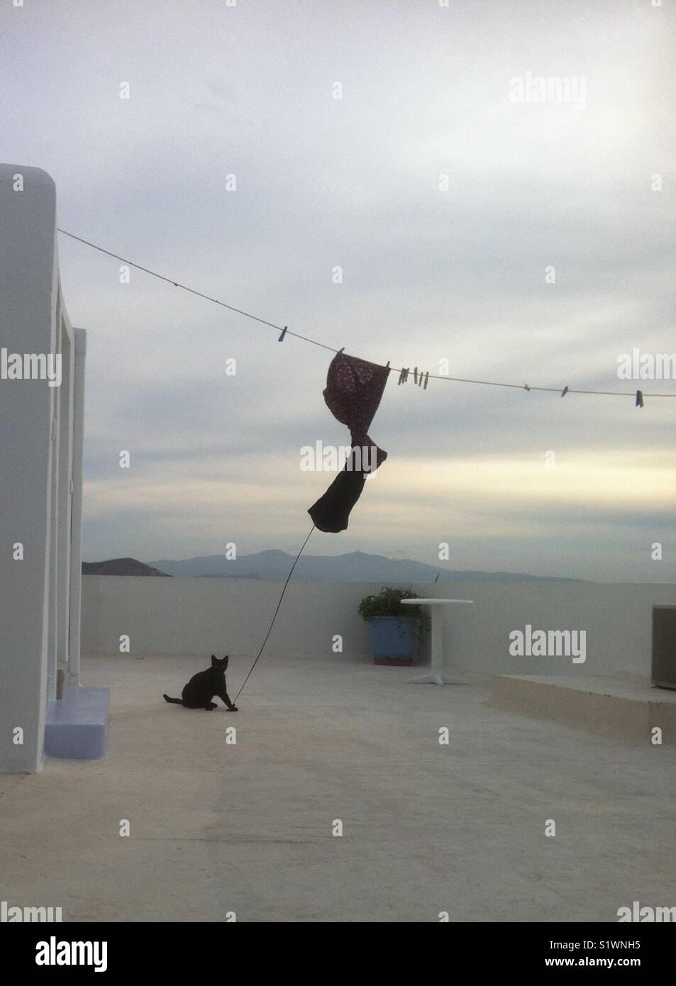 Grecia la mattina presto a crazy cat aiutato dal vento gioca con un abito appeso su un panno linea. Foto Stock