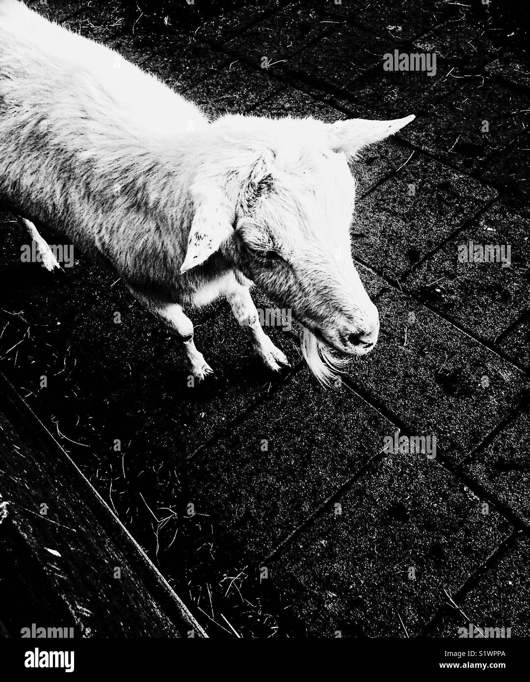 Capra domestica, Paesi Bassi - Immagine stock catturata con smartphone