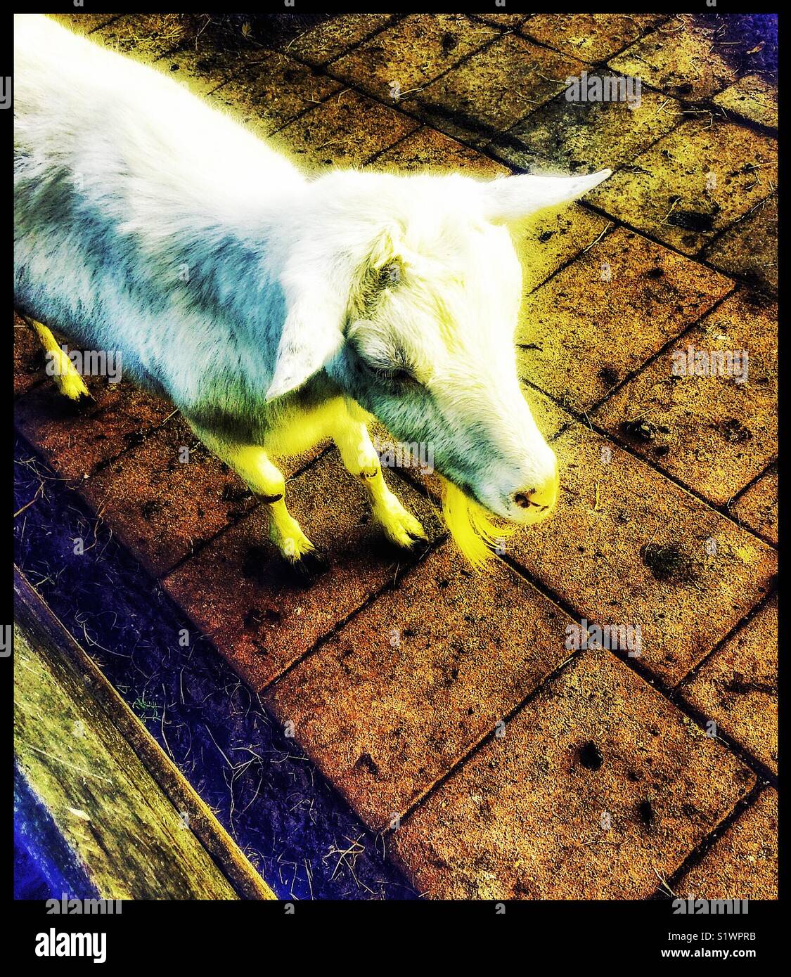 Capra domestica, Paesi Bassi - Immagine stock catturata con smartphone
