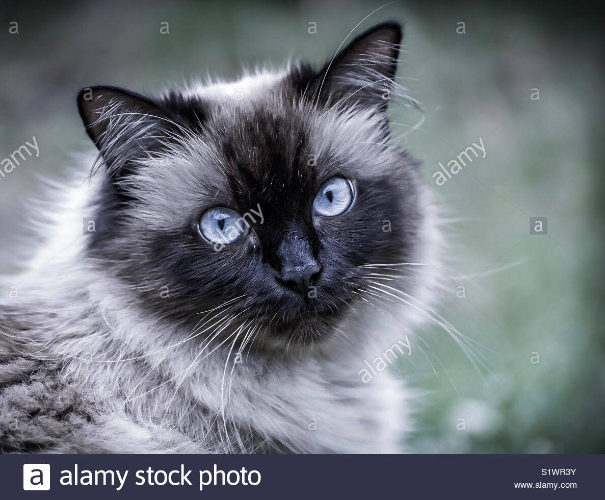 Gatto Himalayan Foto Immagine Stock 310968223 Alamy