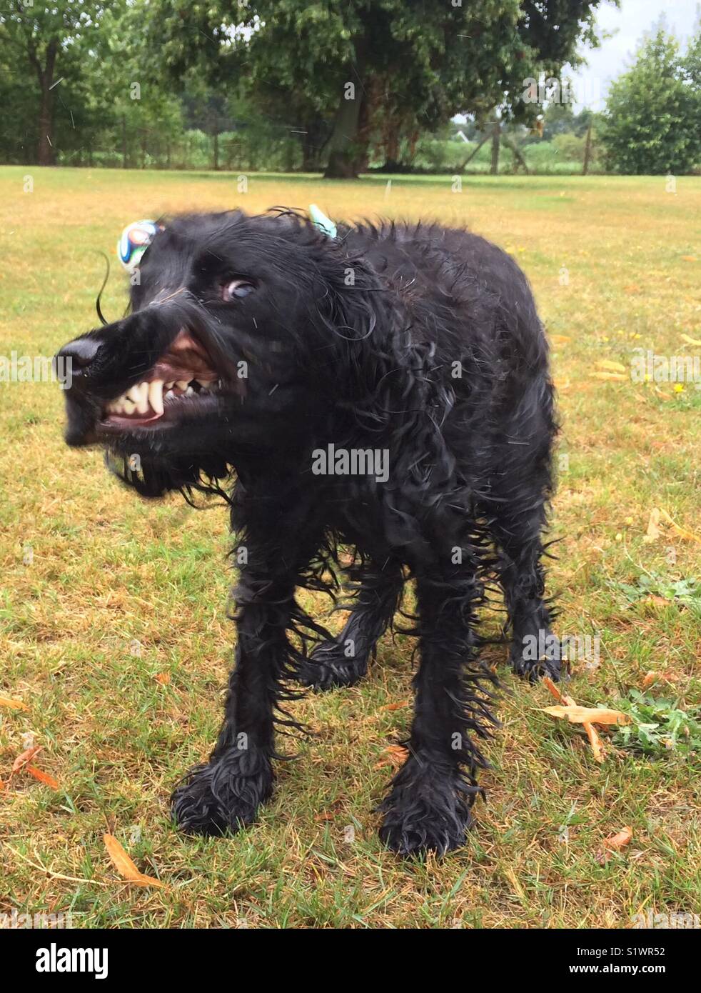 Wet cocker spaniel cane scuotimento e guardando come si ululano o arrabbiati con divertente comico espressione e che mostra i denti Foto Stock