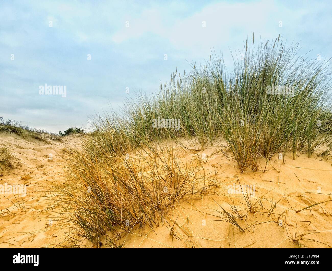 Dune di sabbia Foto Stock