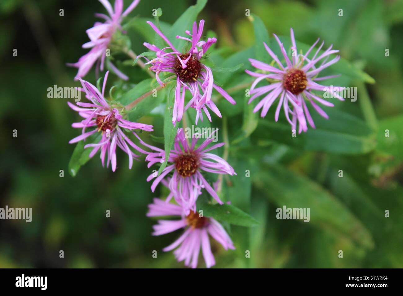 Fiori viola durante l'estate il contorno di una sezione Foto Stock