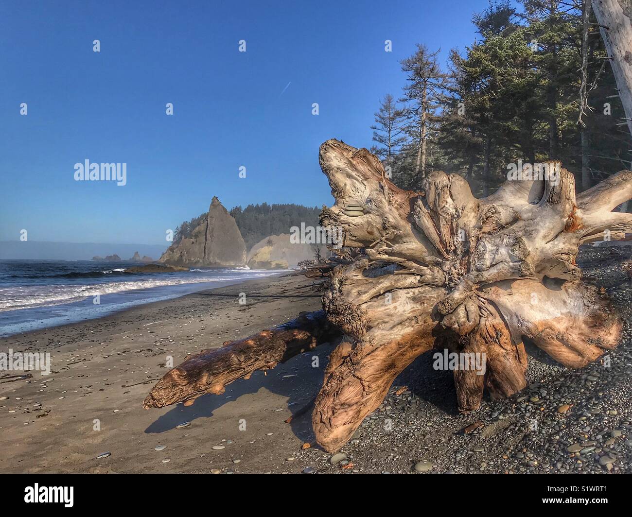 Enorme sradicato albero su di una spiaggia Foto Stock
