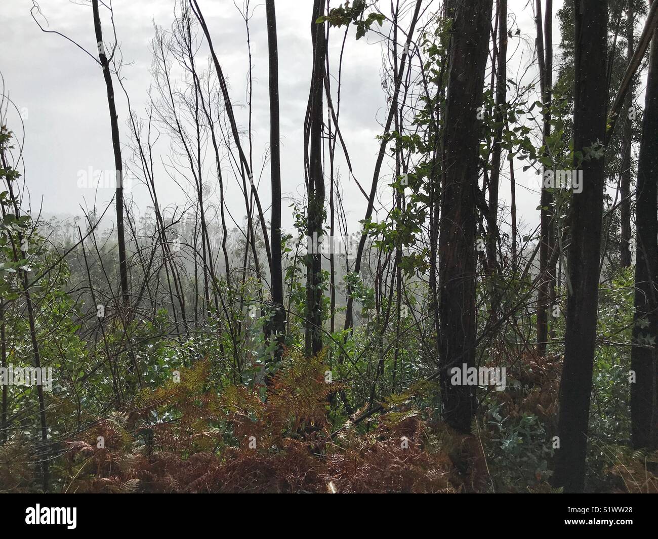Fire danneggiato foresta di eucalipti che mostrano segni di ricrescita in una nebbiosa, giorno bagnato a metà altitudine regione di montagna, Madeira, Portogallo Foto Stock