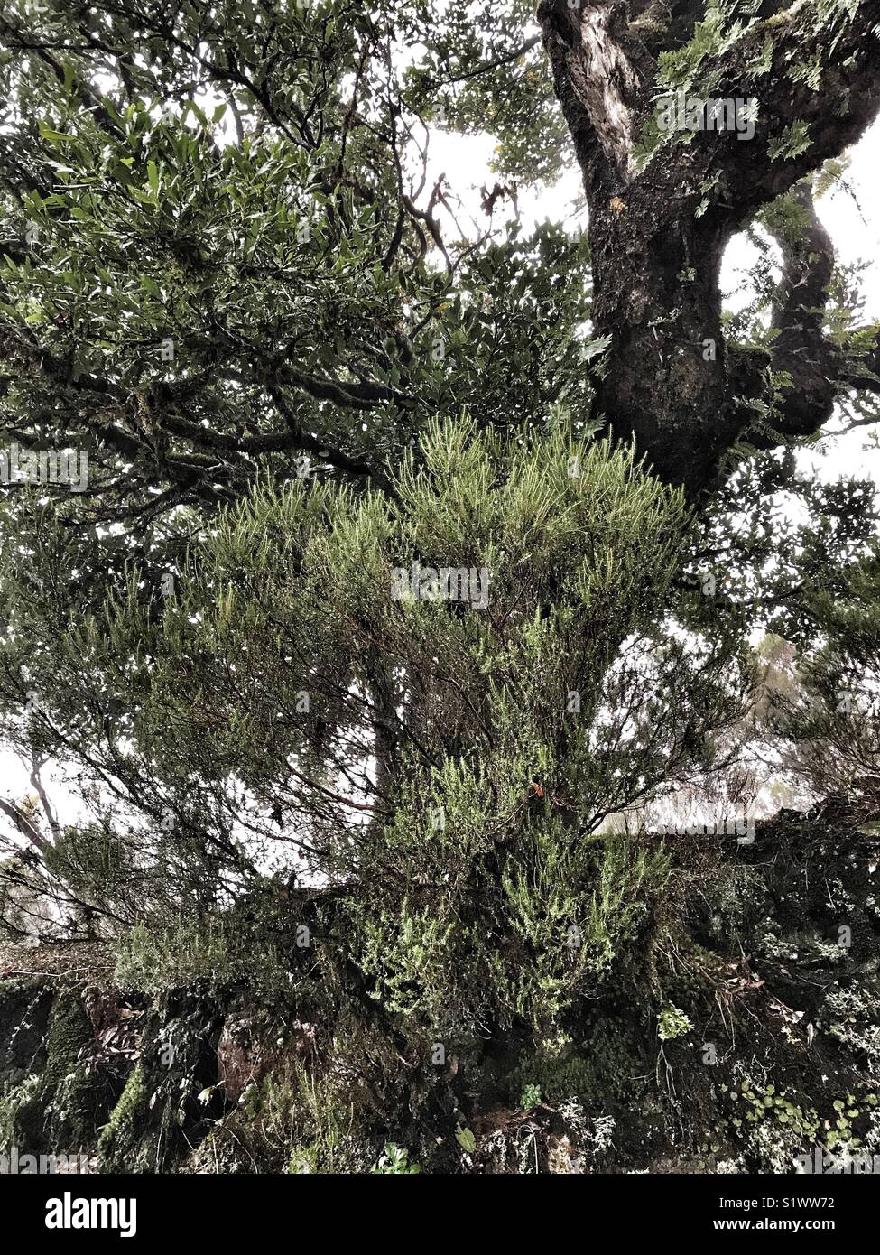 Struttura Stinkwood, Ocotea foetens nella vecchia foresta laurel o di Laurisilva, Sito Patrimonio Mondiale dell'UNESCO, Madeira, Portogallo. Foto Stock