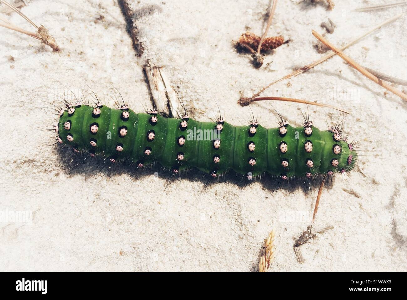 L'imperatore Moth Caterpillar sulla brughiera Foto Stock
