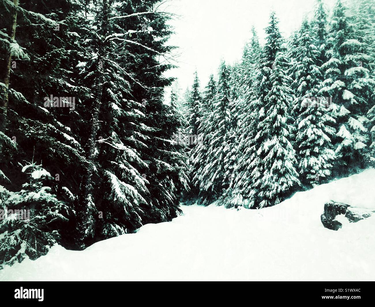 Coperta di neve conifere in winter wonderland vicino a Snoqualmie pass, la metà di un nostro da rainy Seattle Foto Stock