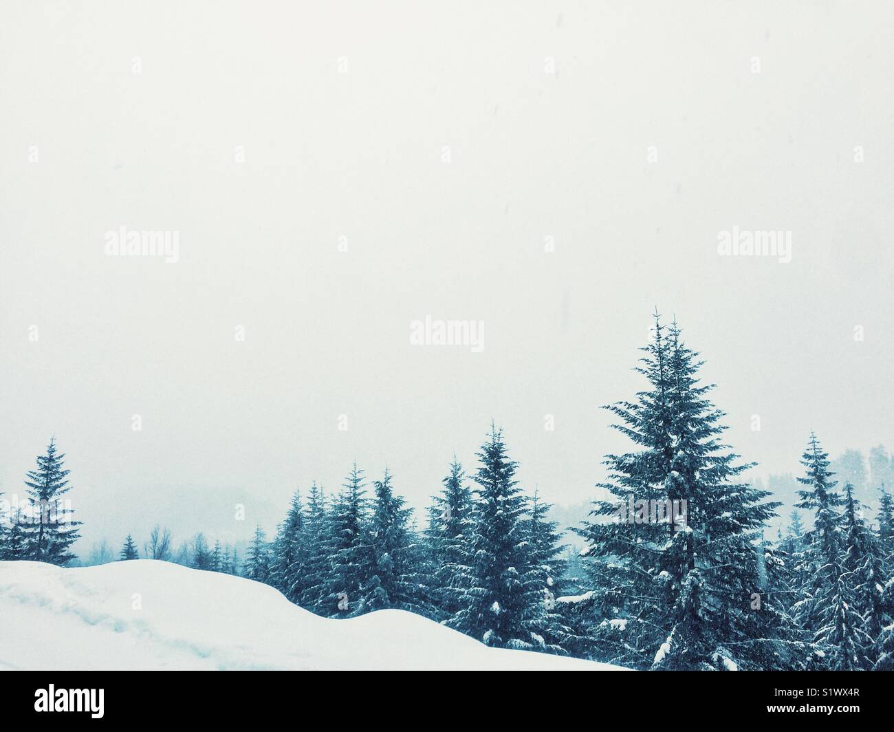 Coperta di neve conifere in winter wonderland vicino a Snoqualmie pass, mezz'ora da rainy Seattle Foto Stock