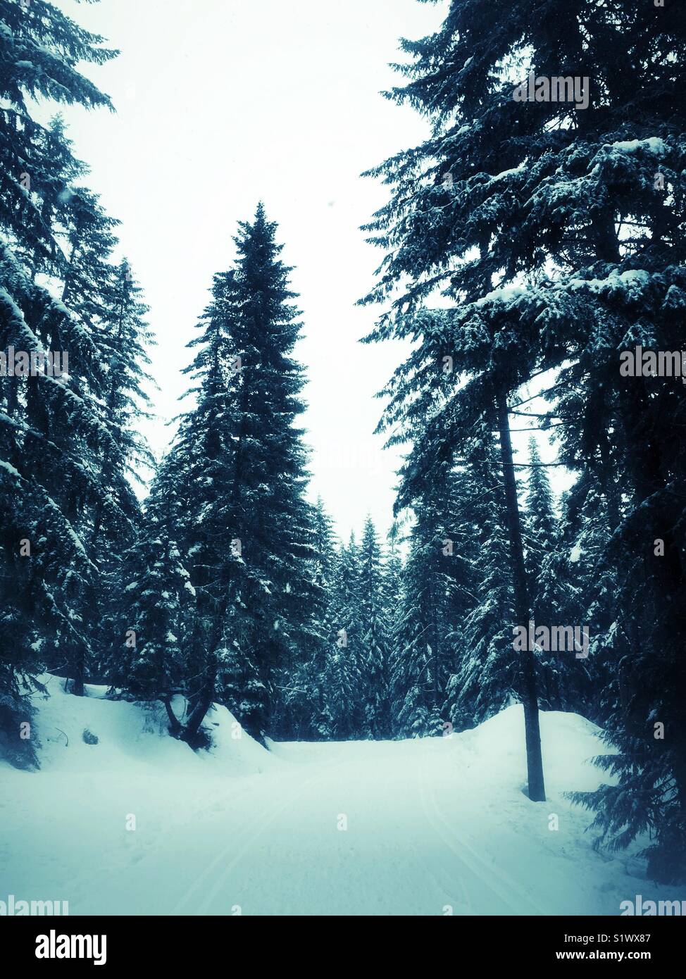 Fredda giornata nevosa nel bosco Foto Stock