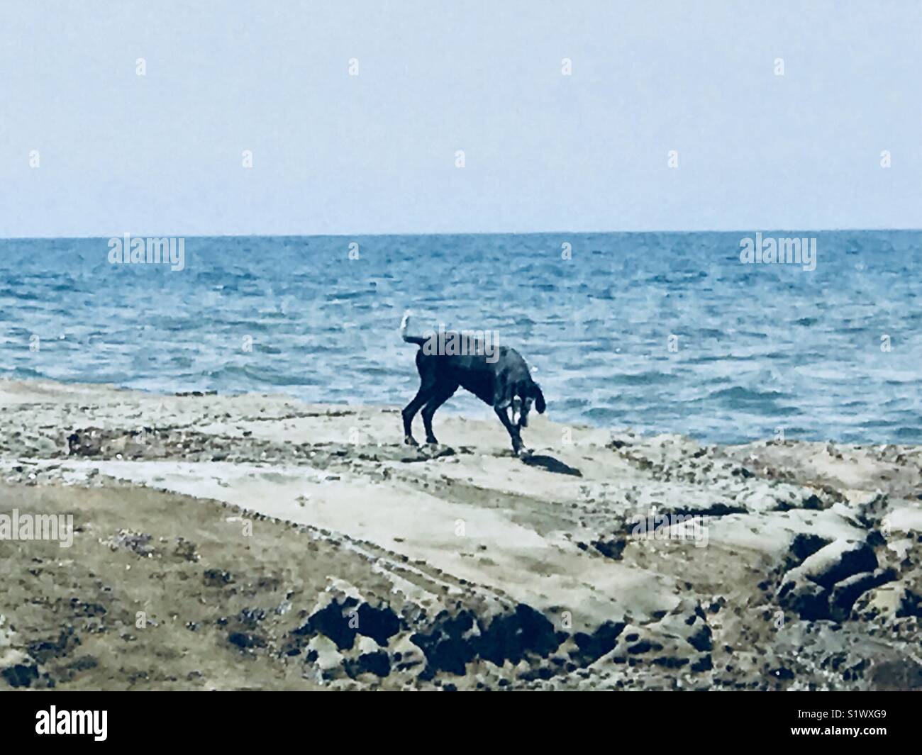 Cane su scogliere sul mare - Immagine stock catturata con smartphone