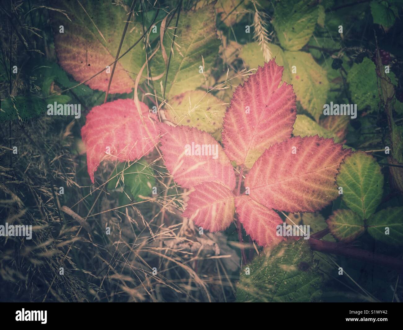 Rosso e giallo blackberry lascia sul terreno Foto Stock