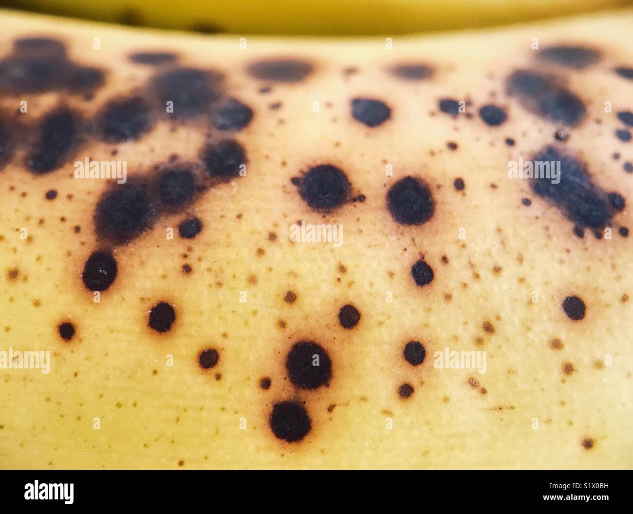 La presenza di macchie scure su una banana stramature. Foto Stock