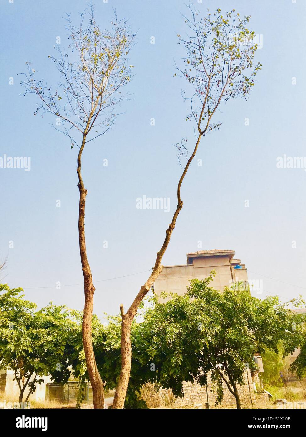 Bella rami di albero lungo di Islamabad in Pakistan Foto Stock