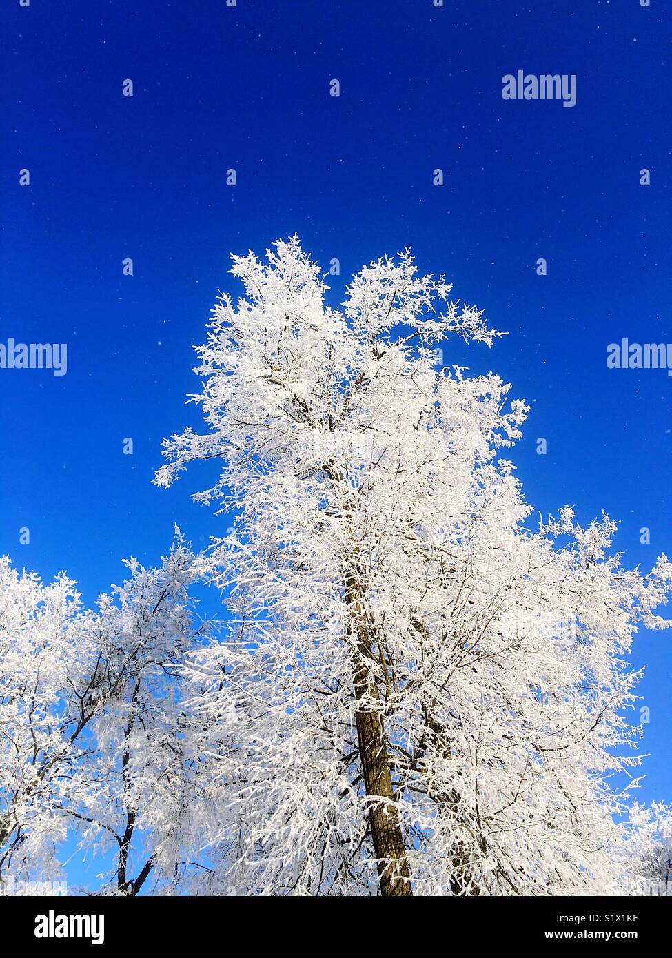 Luminoso winter - Immagine stock catturata con smartphone