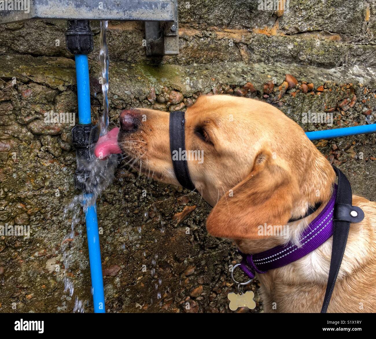 Cane di bere acqua corrente Foto Stock