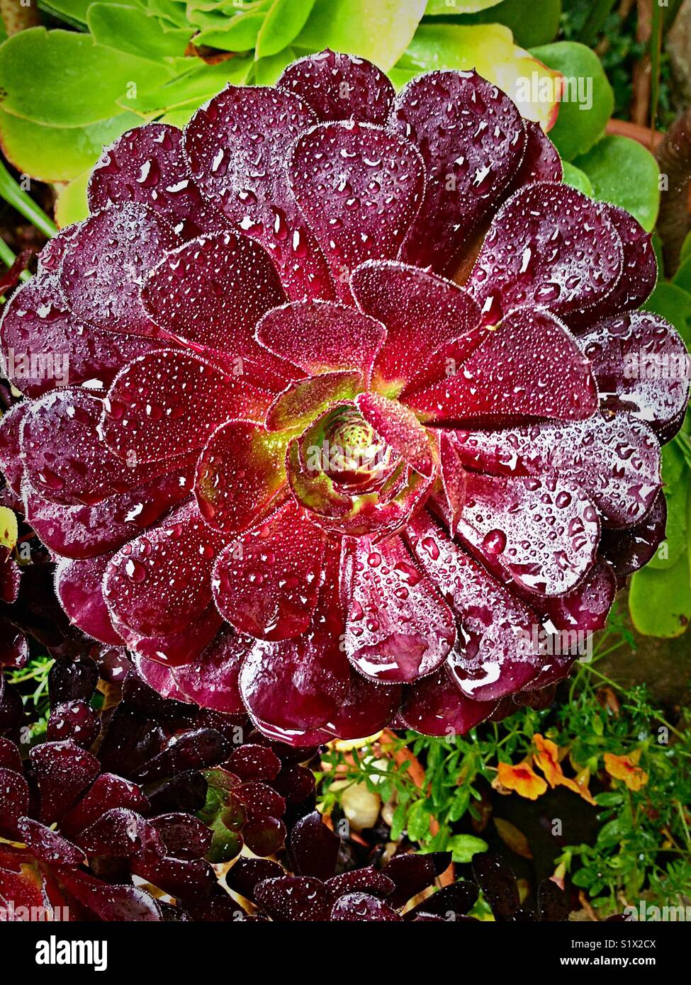 Il cioccolato di piante succulente Foto Stock