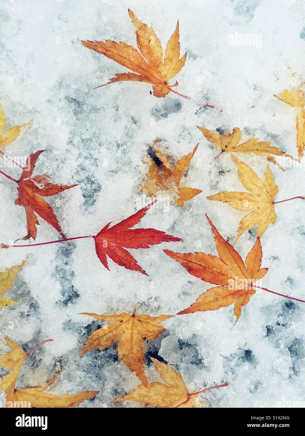 Il rosso e il giallo delle foglie di acero giapponese in contrasto su bianco prima neve Foto Stock