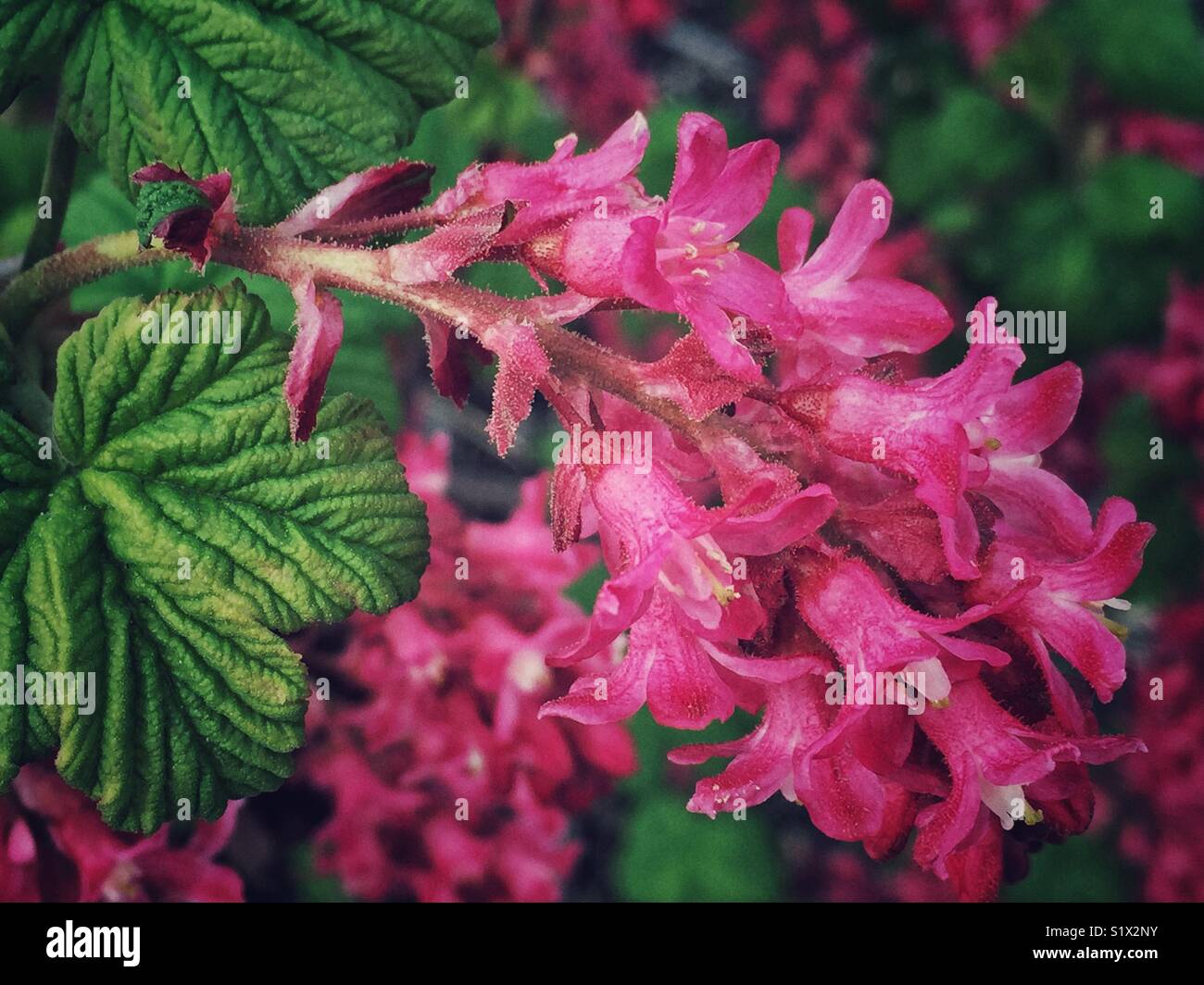 Rosso ribes fioritura in piena fioritura in estate Foto Stock