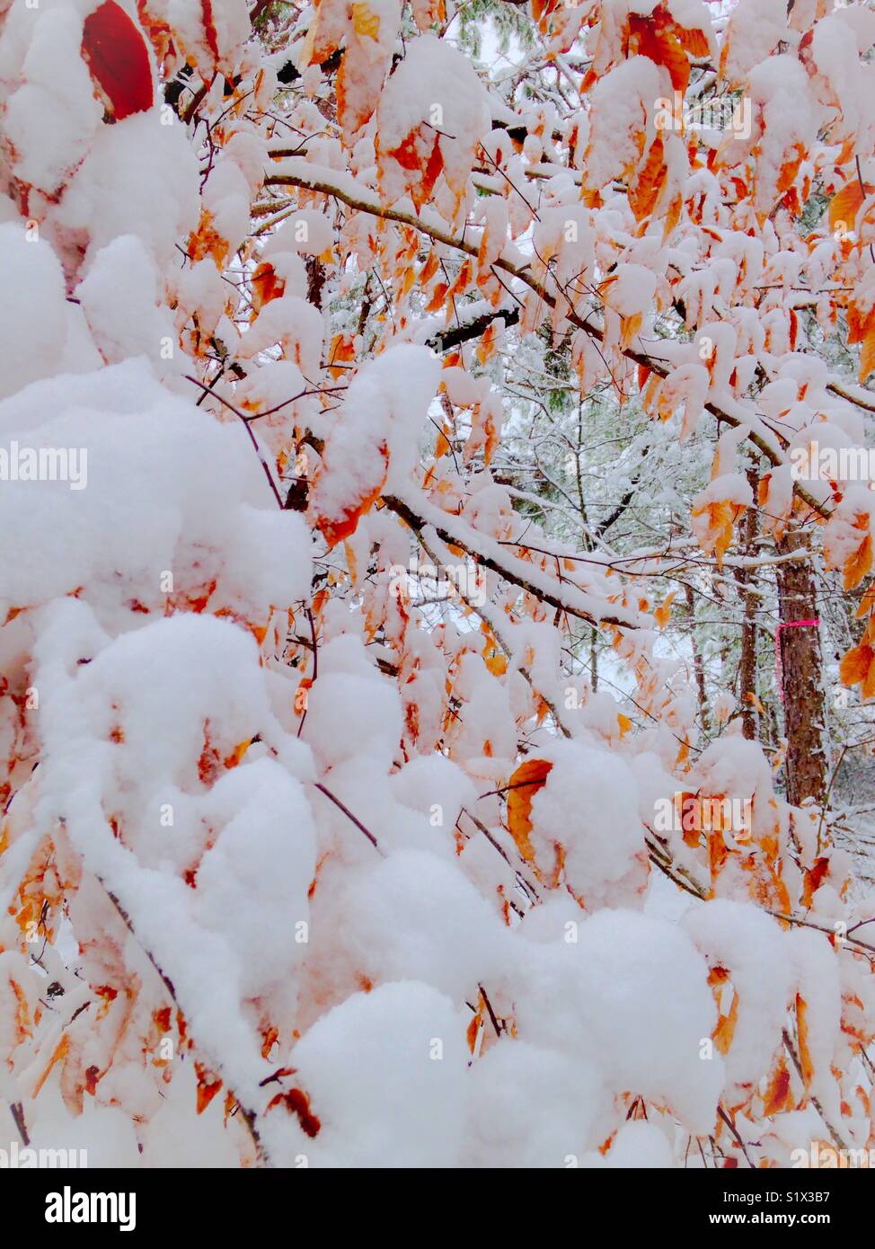 Orange Foglie di autunno sugli alberi coperti di neve meridionale - Immagine stock catturata con smartphone
