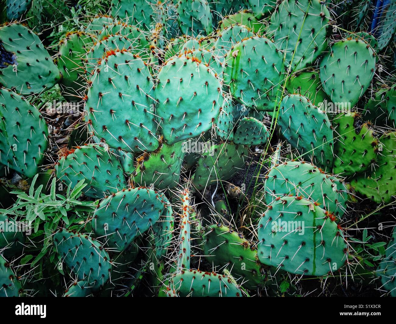 Ficodindia cactus nel selvaggio in Arizona Foto Stock