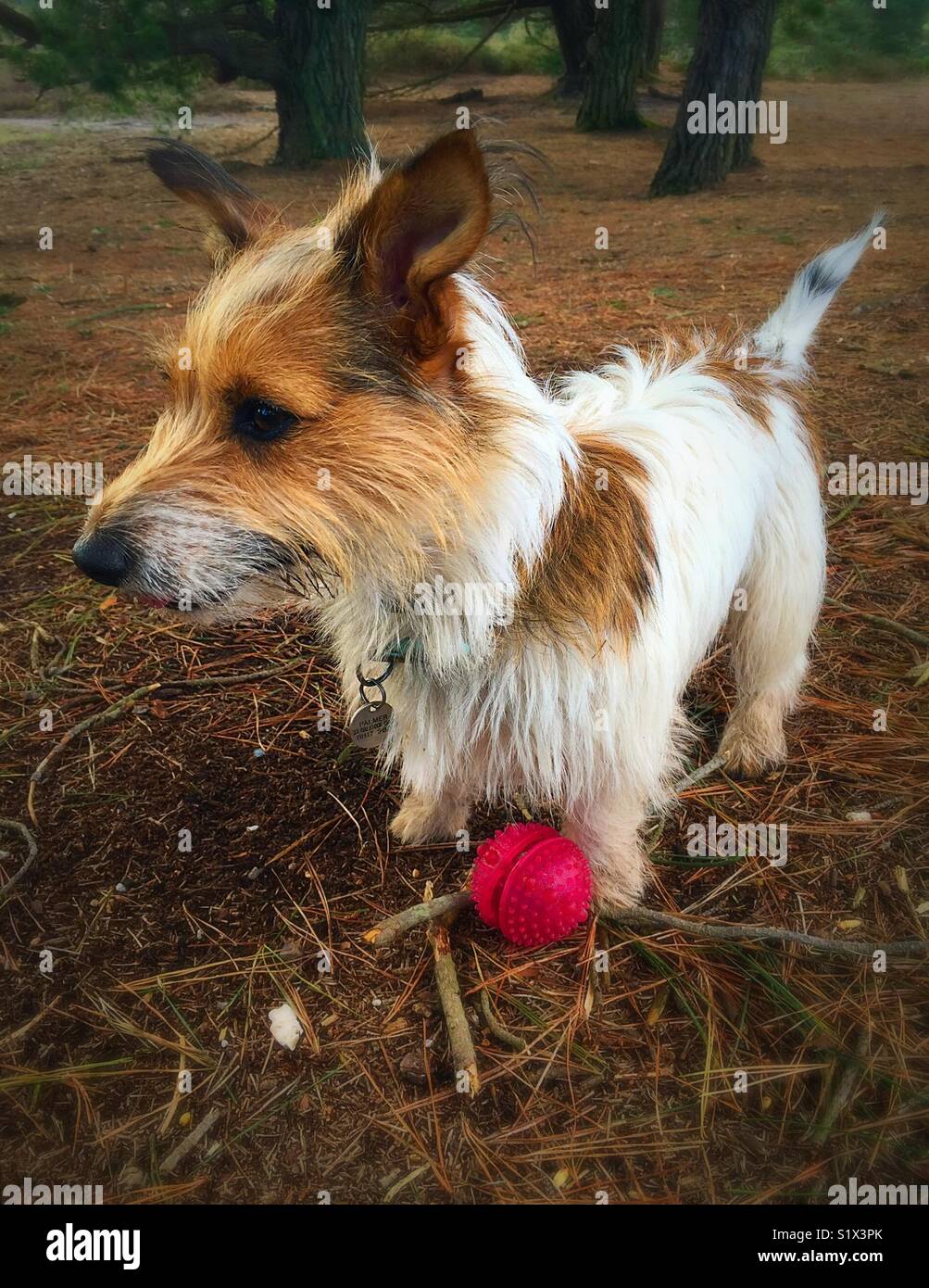 Cute cane con sfera di boschi Foto Stock