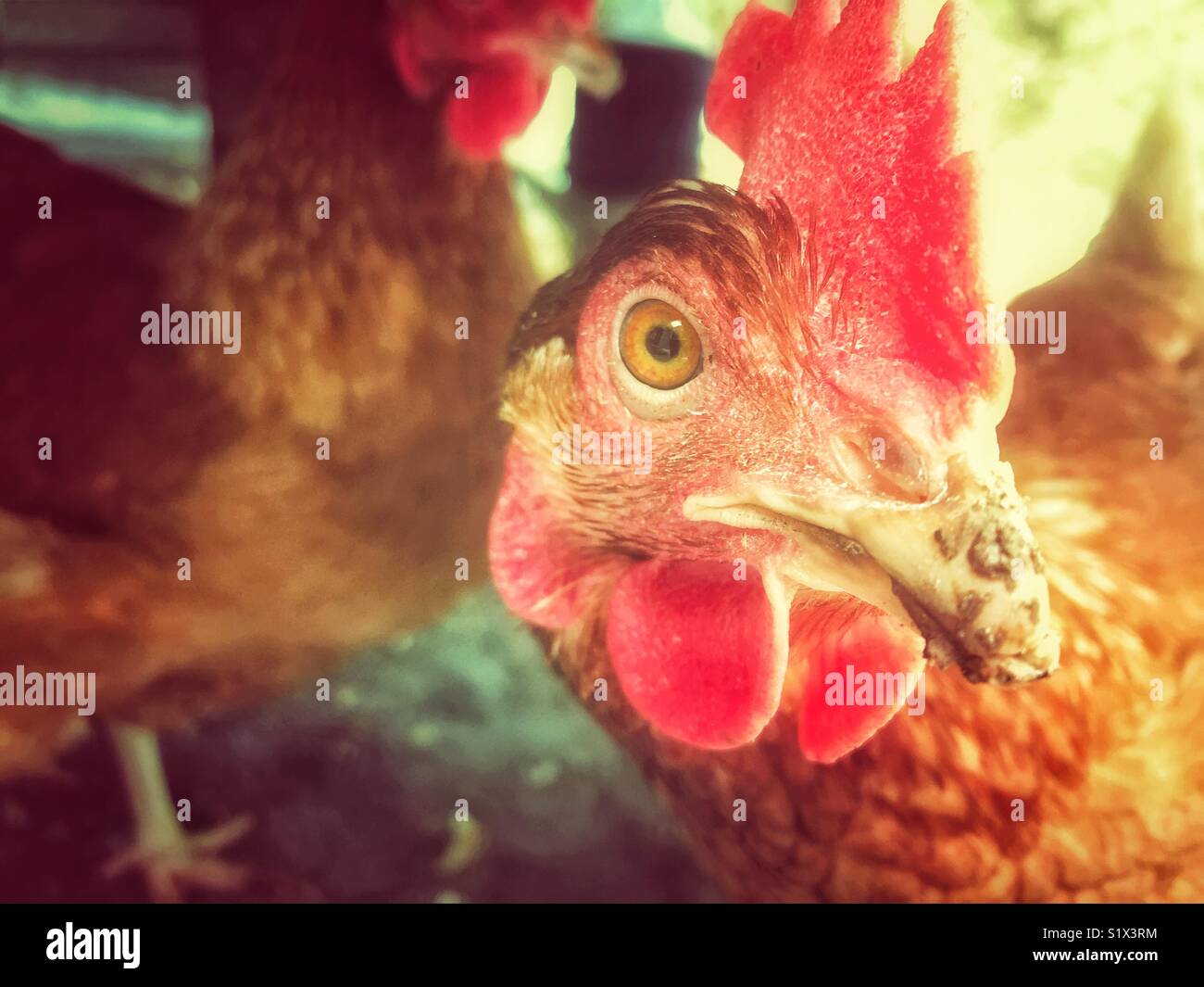 Il Rhode Island red closeup di pollo con i polli e calda luce in background Foto Stock
