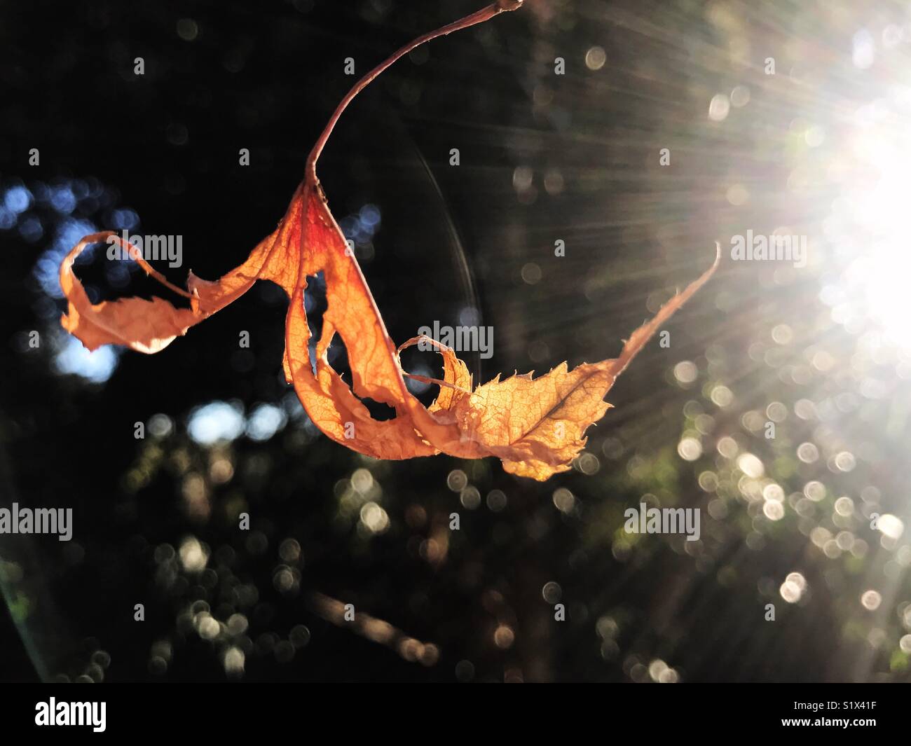 Orange foglia bagnata dal sole Foto Stock