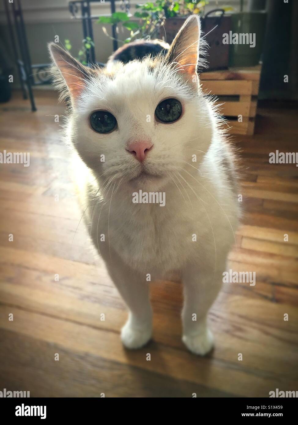 Un gatto bianco con grandi occhi rotondi. Foto Stock