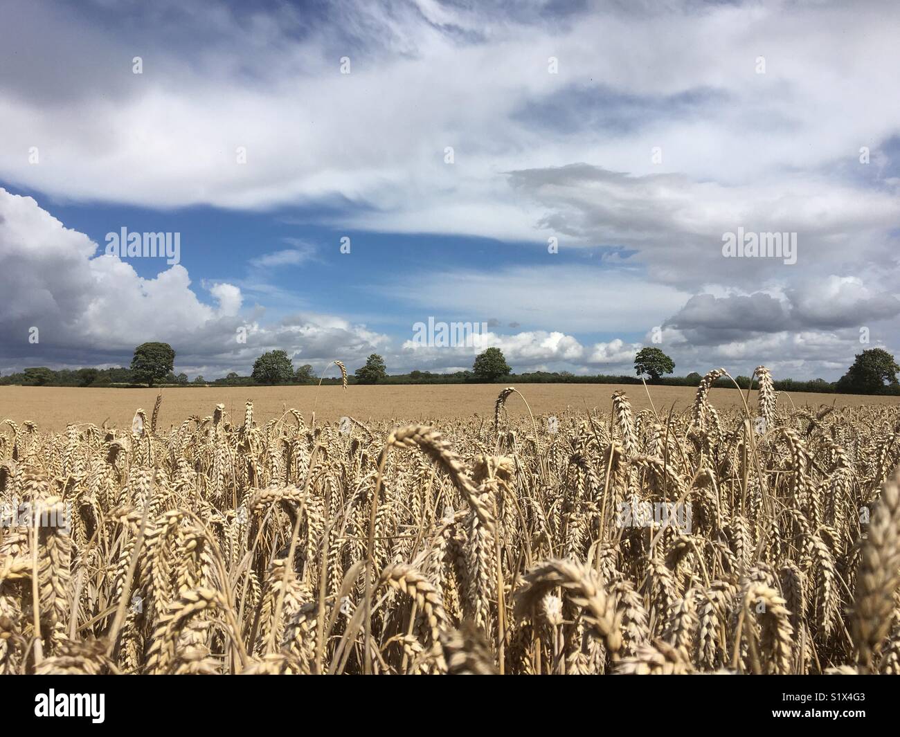 Campo di grano pronto per la mietitura in Inghilterra, Gran Bretagna Foto Stock