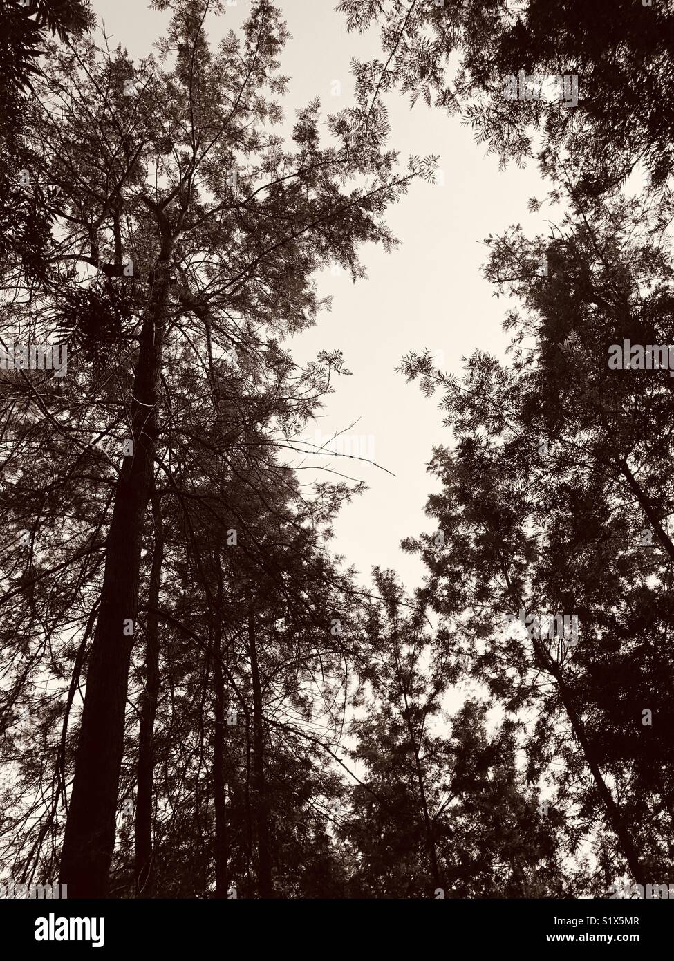 Alti alberi della foresta,vista cielo paesaggio,New Delhi, India Foto Stock