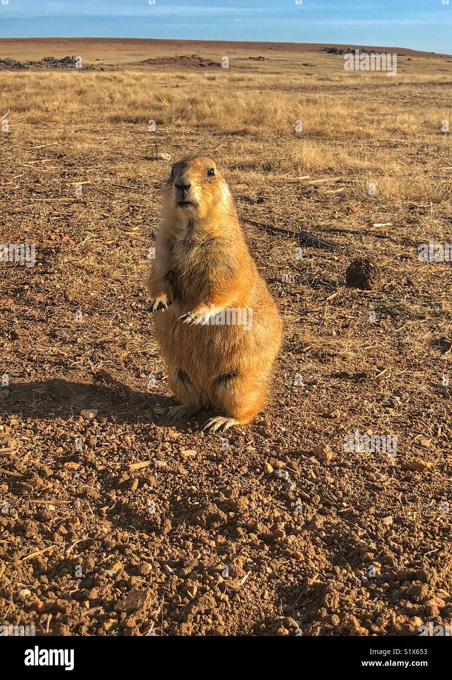 Cane di prateria Foto Stock