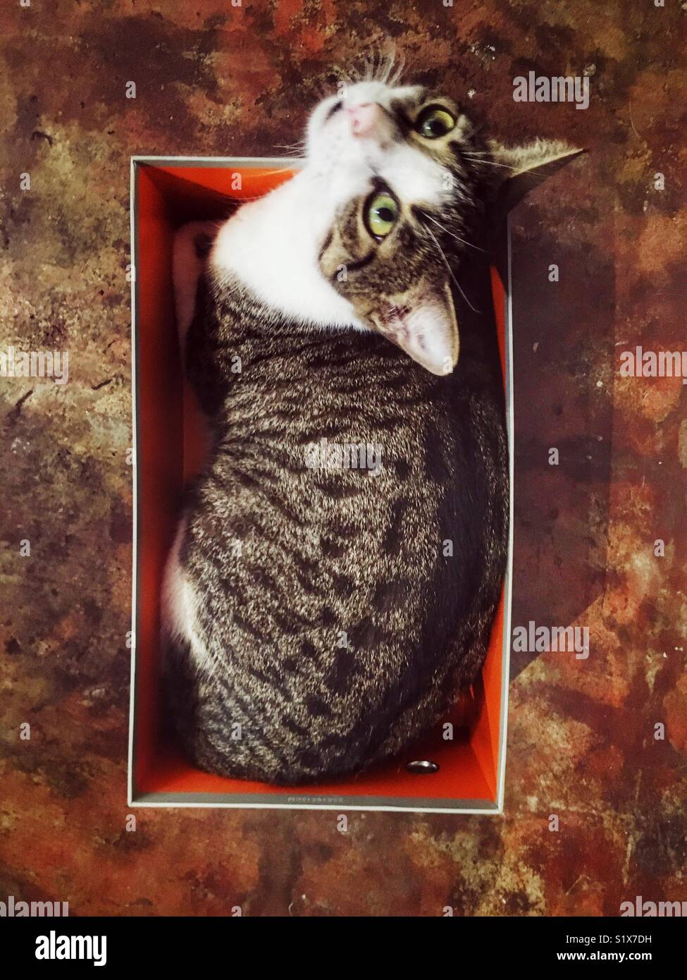 Gatto in una scatola. - Immagine stock catturata con smartphone