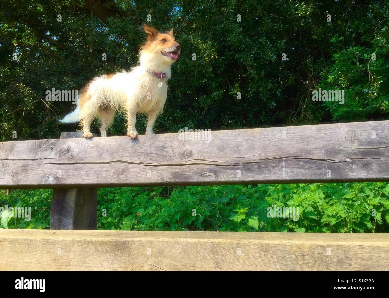 Terrier cane fino a una recinzione Foto Stock