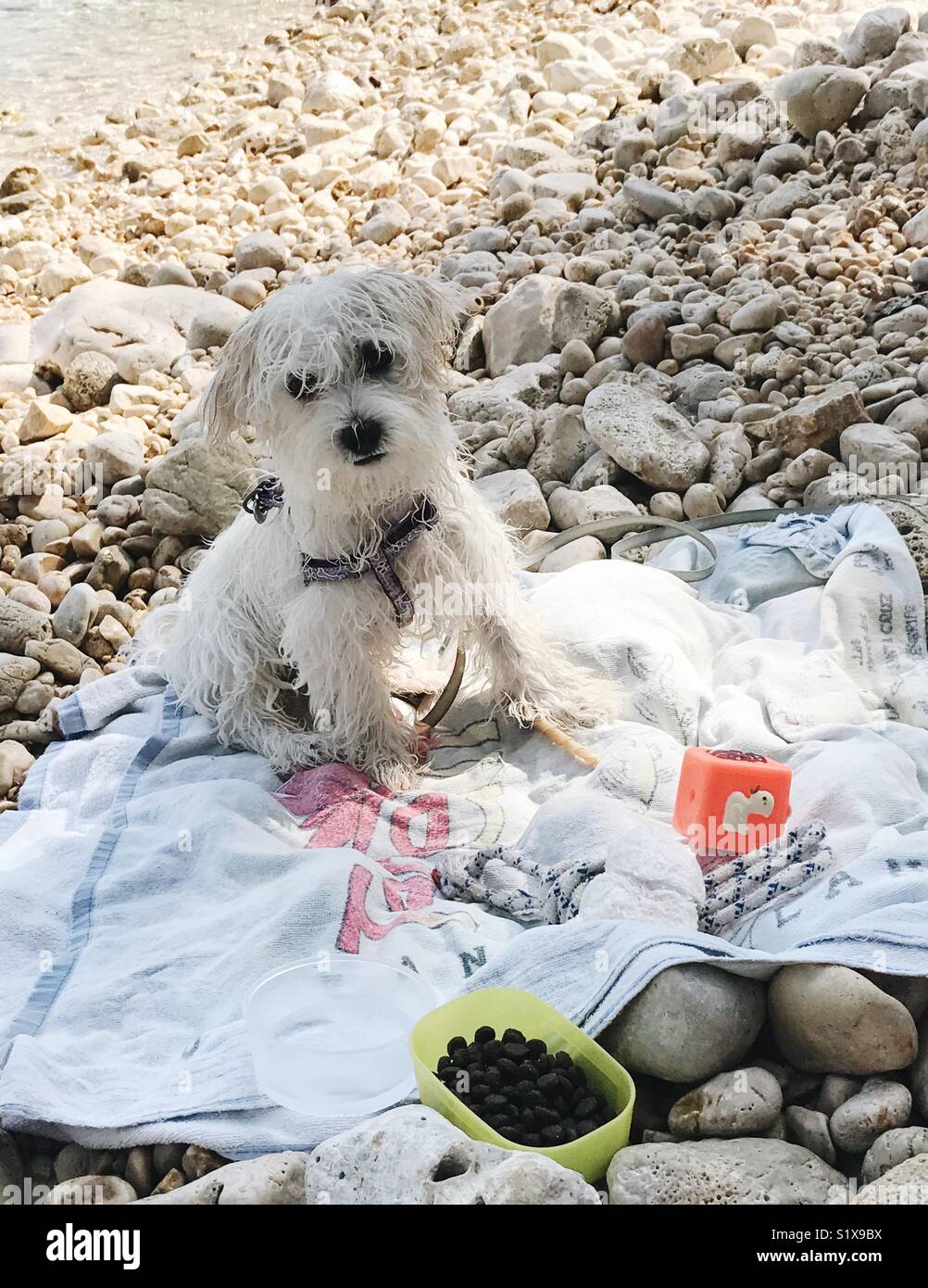 Cane bagnato sulla spiaggia Foto Stock