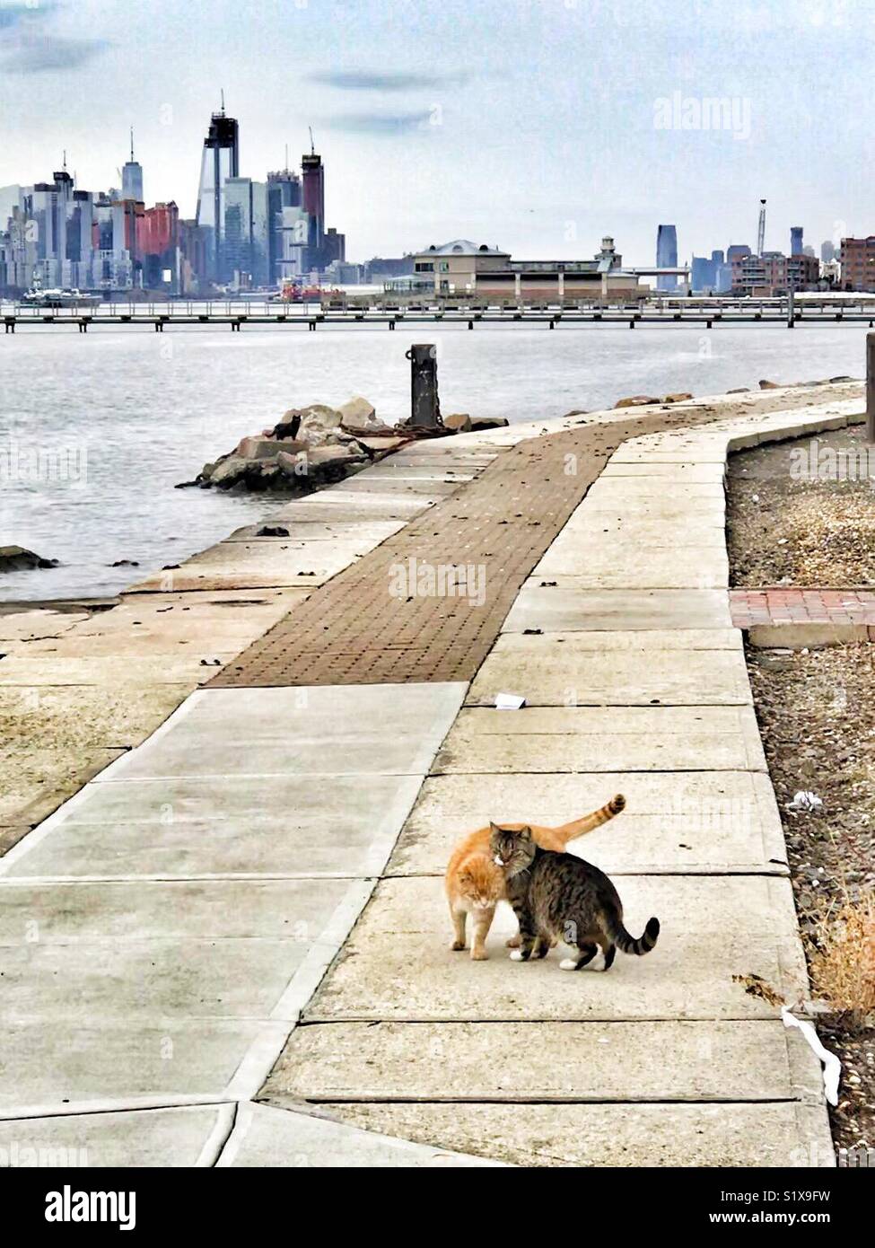 Due amore cat coccolati al terminal traghetti edgewater New Jersey Foto Stock