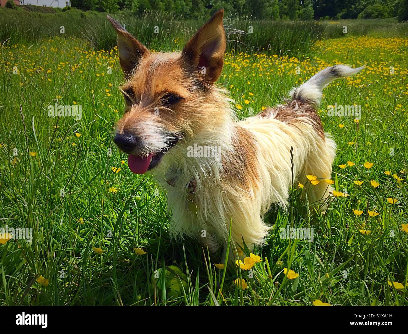 Jack Russell Terrier con rivestimento rotto Foto Stock
