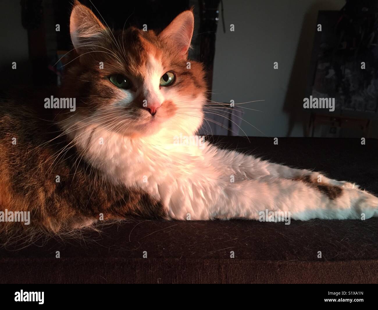 La splendida green eyed cat in appoggio in morbida luce mattutina - Immagine stock catturata con smartphone
