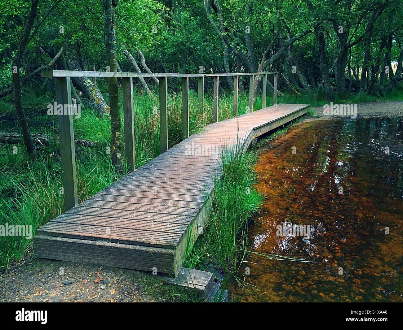 In legno curvato ponte di bosco Foto Stock