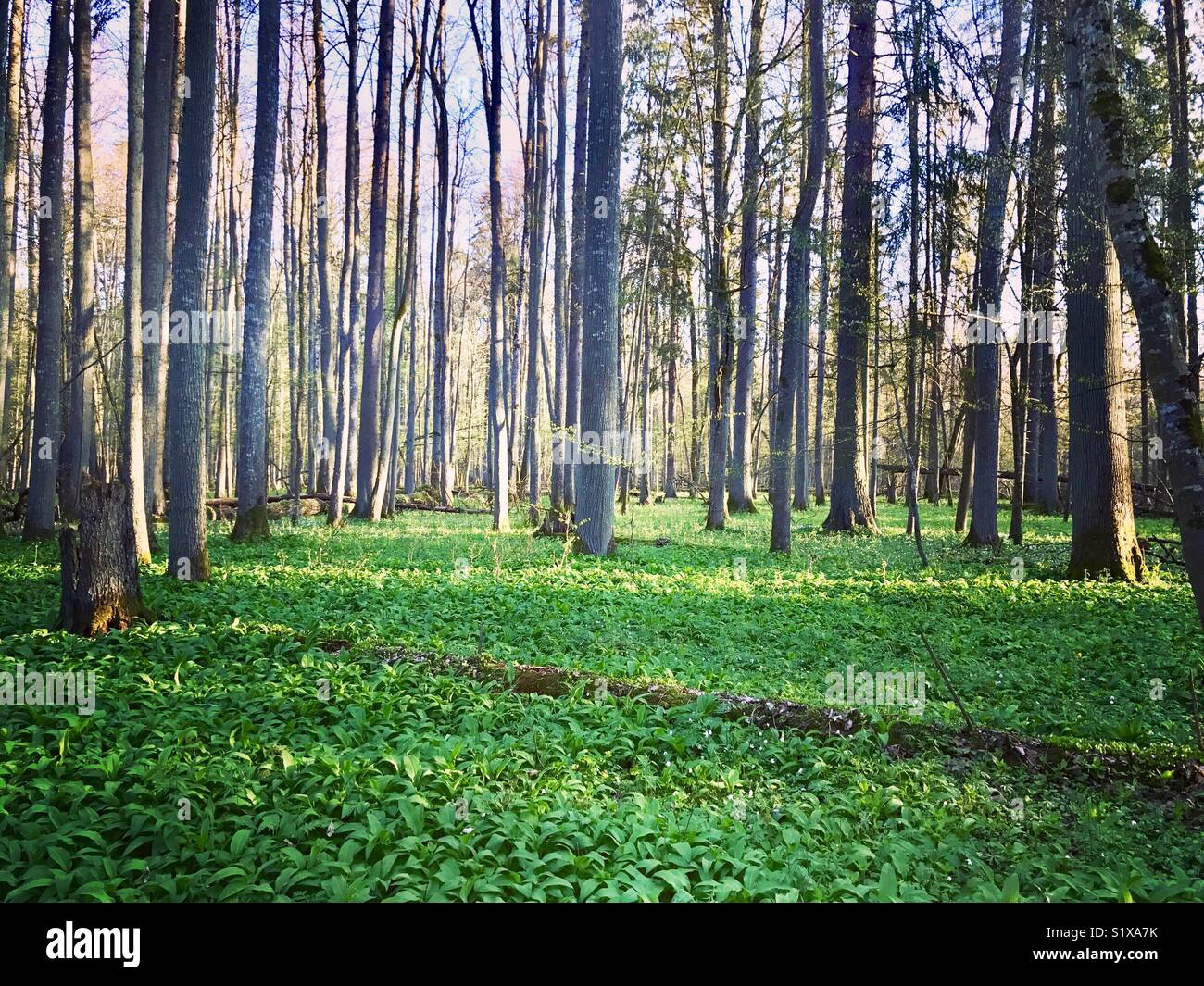 Bialowieza National Park, Polonia Foto Stock